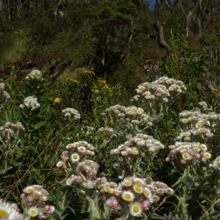 HELICHRYSUM FORMOSISSIMUM